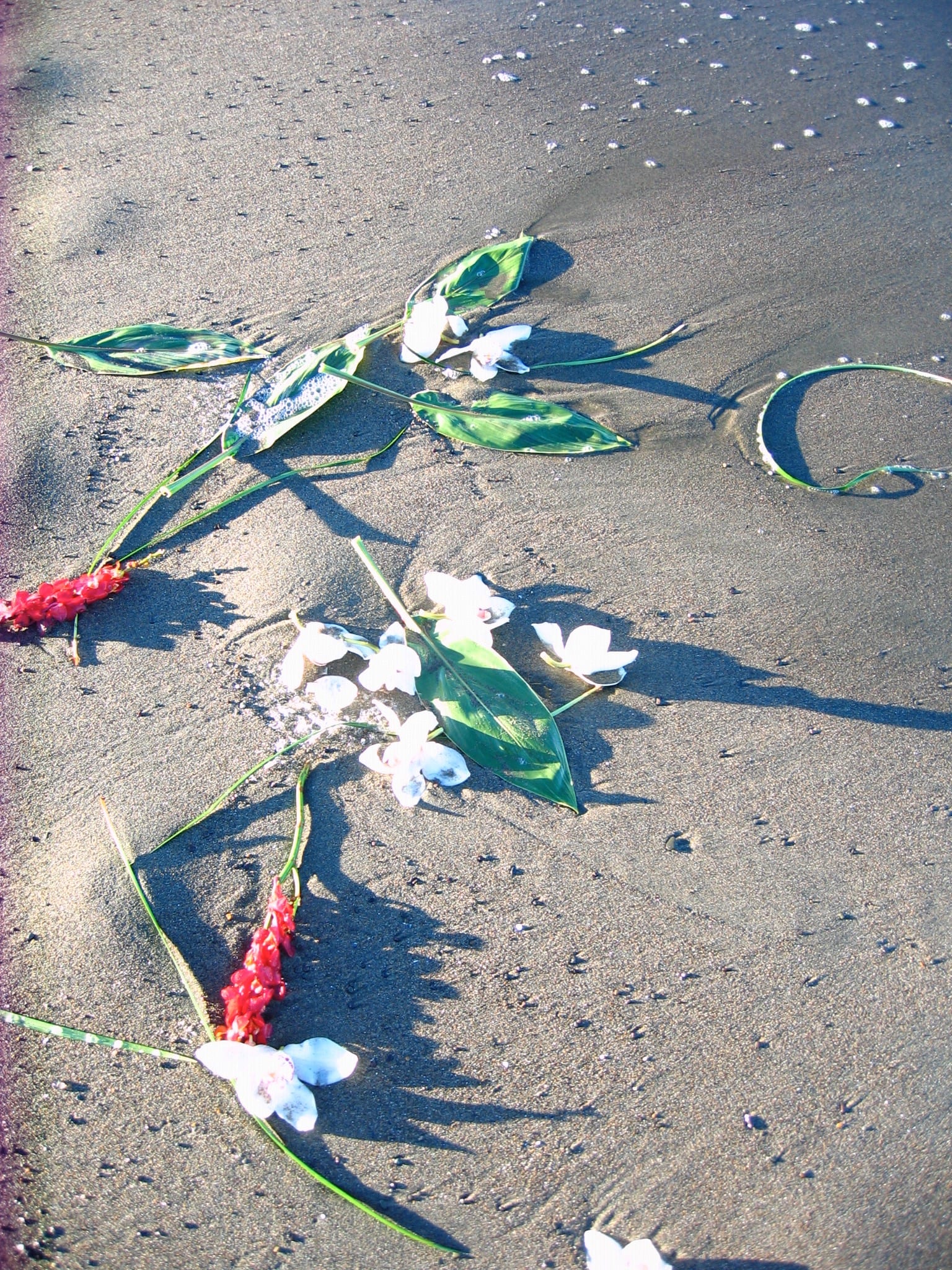 image of flowers and cremation ashes scattered at the beach