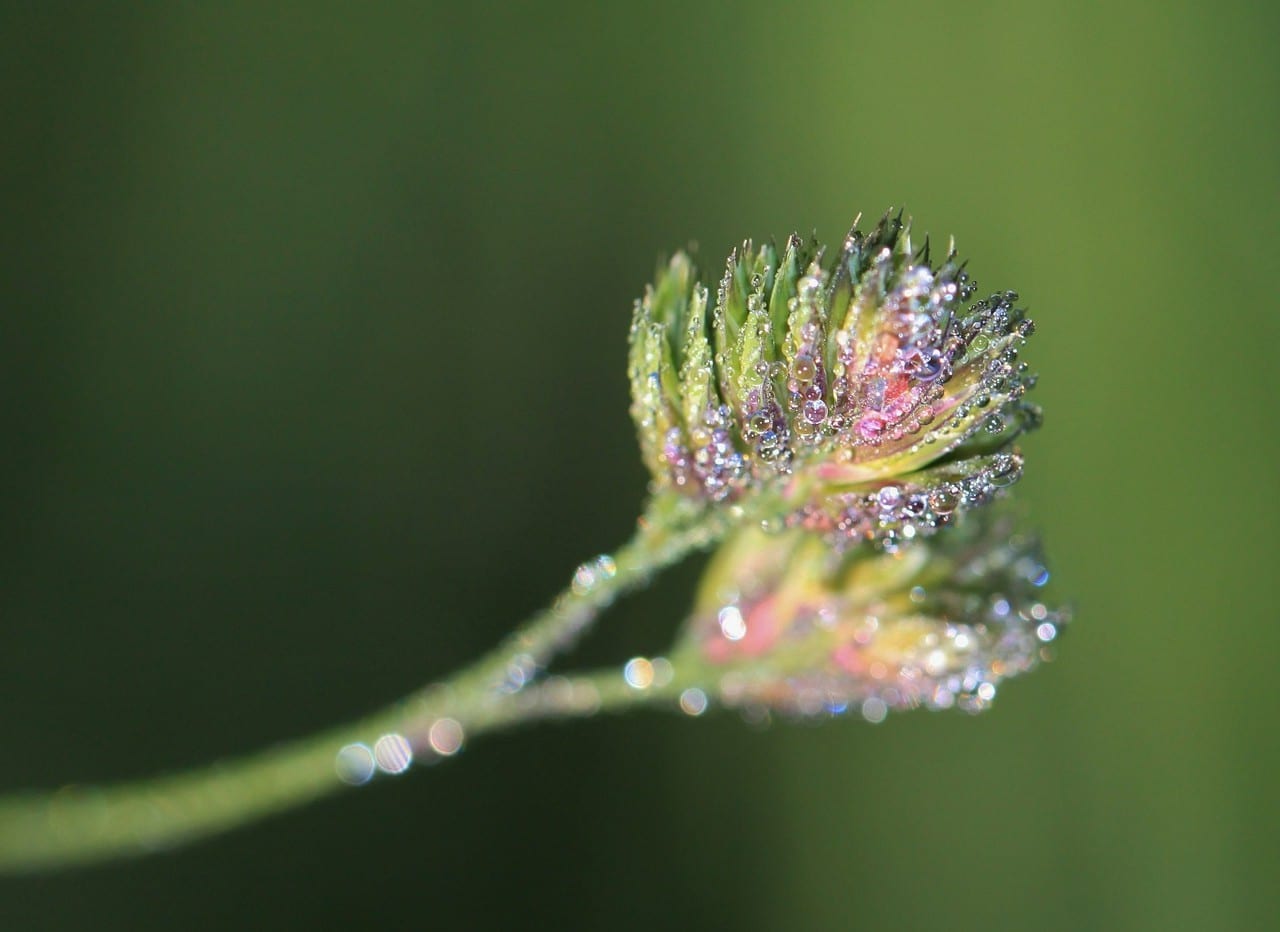 “All the beauty of this world is wet with the dew of tears”