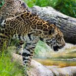 Jaguar in the wild; the Matsigenka of Peru believe that their dead can turn into jaguars and come back to harm the living