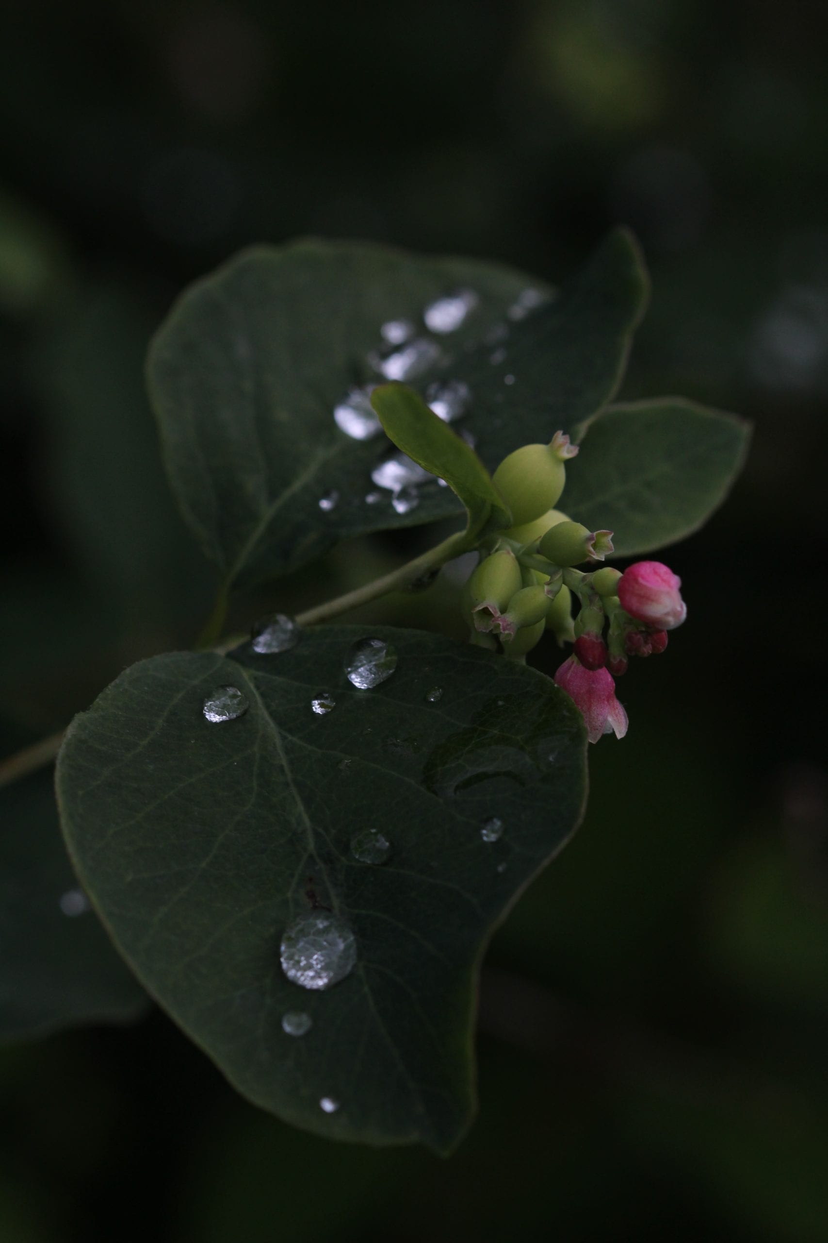 Let your life lightly dance on the edges of time like dew on the tip of a leaf- Rabindranath Tagore