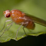 Fasting Fruit Flies Longevity