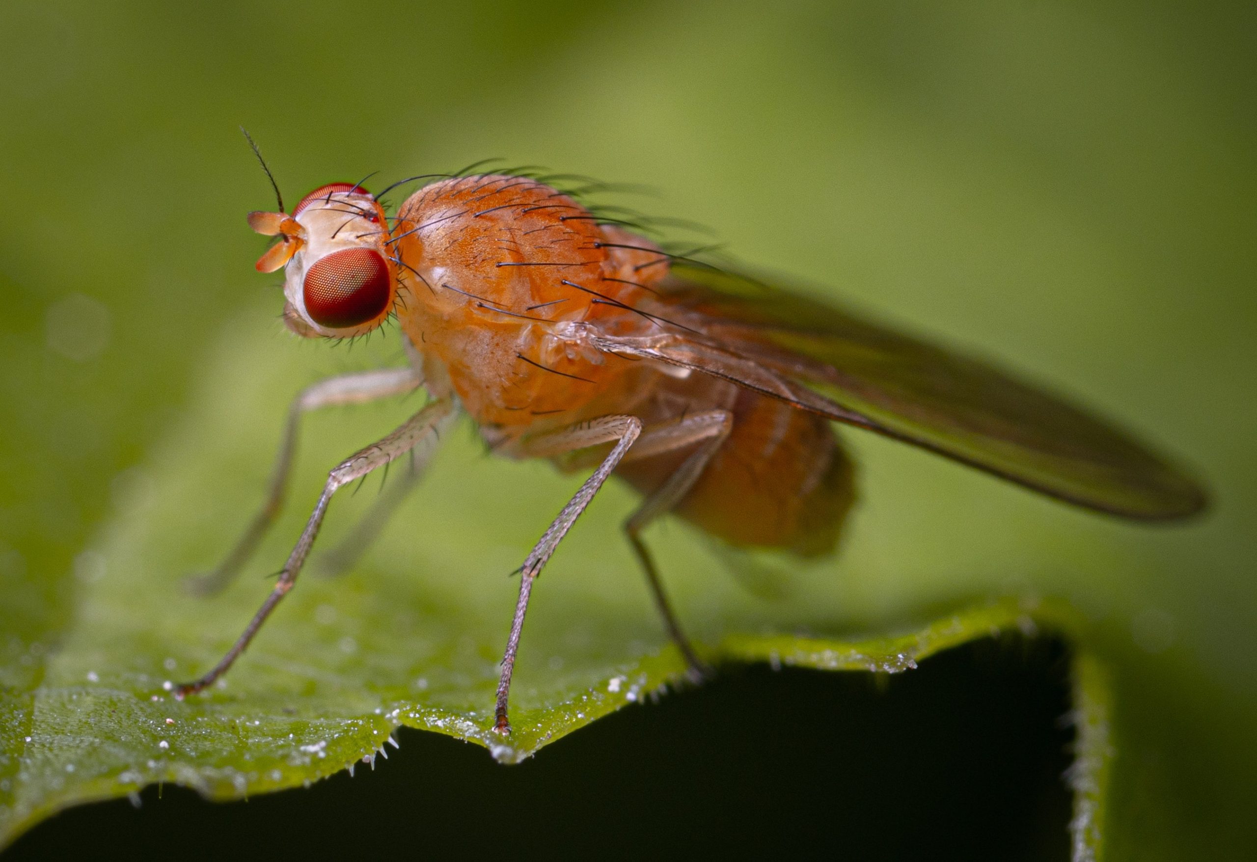Increased Longevity Through Intermittent Fasting??Recent Study Involving Fruit Flies Seems Optimistic