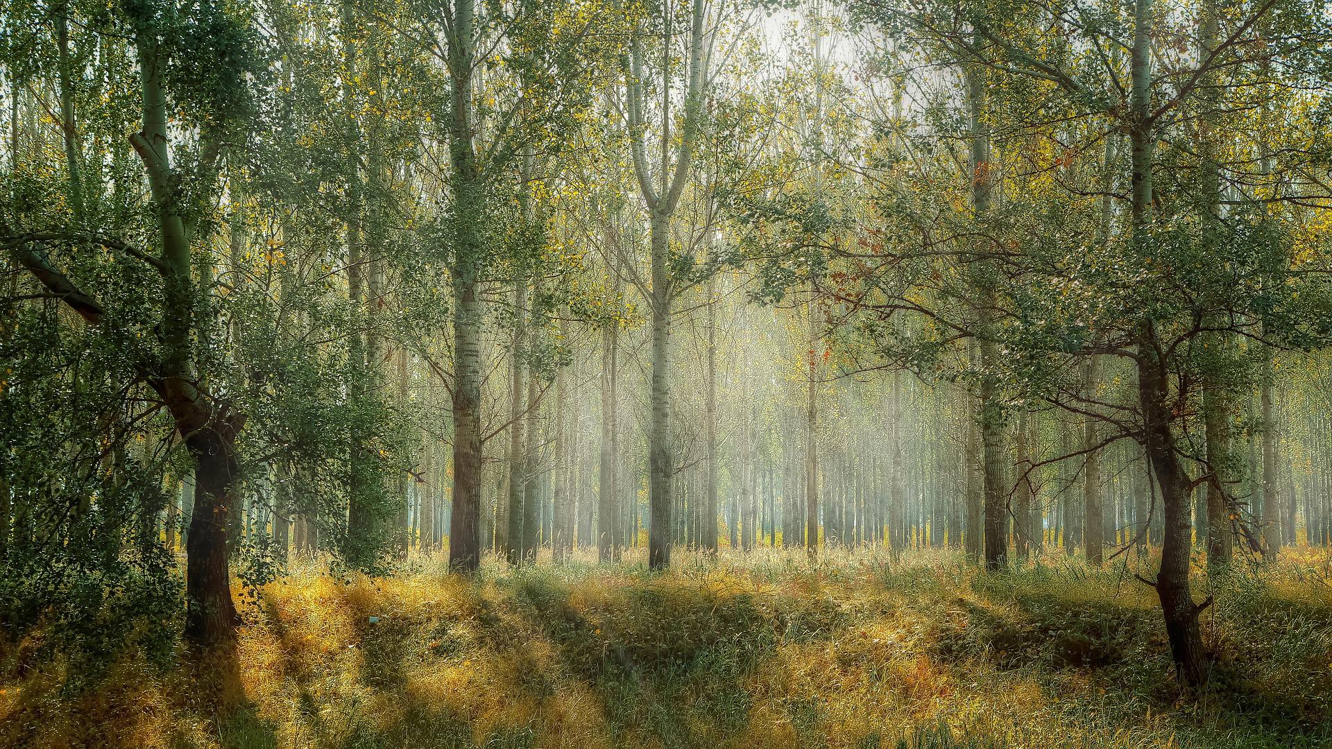 A conserved forest is one place to be buried