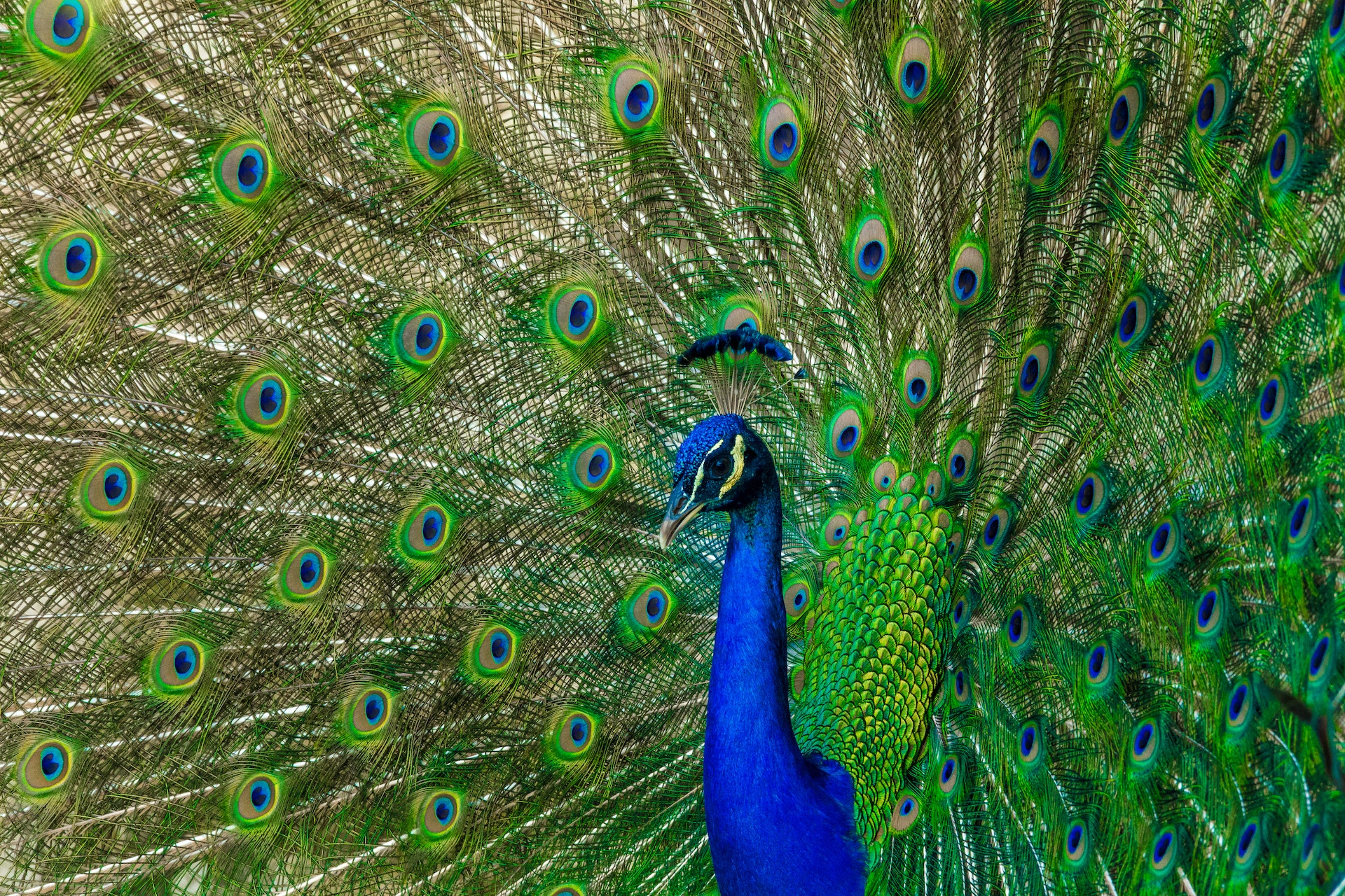 peacock