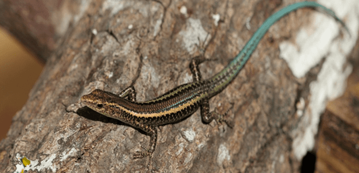 Preventing Species Extinction Through International CollaborationUnified management plans have helped some desperately endangered species