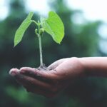 tending a garden