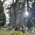 lone fir cemetery