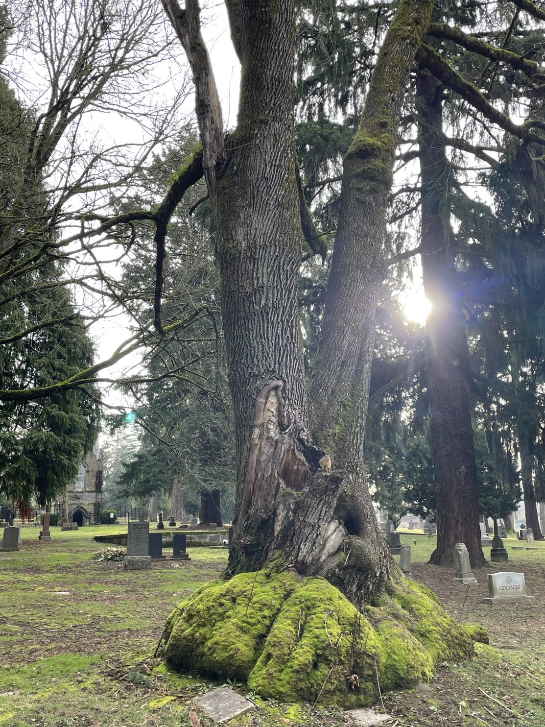 lone fir cemetery