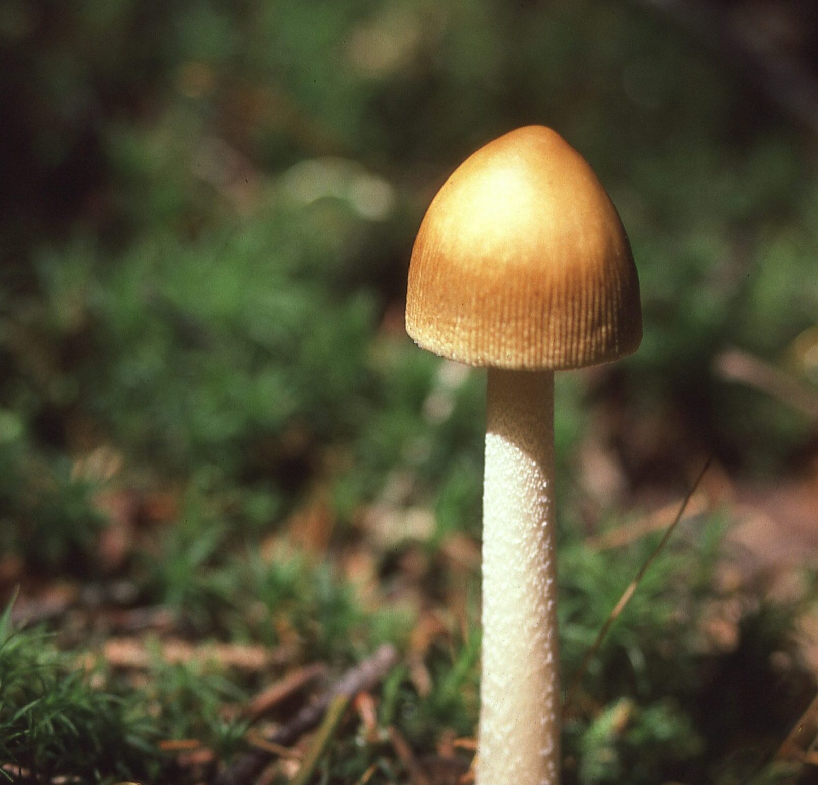 Nearly 80% of Canadians Support Psilocybin for End-of-Life CareMystical experiences are a key factor in improved outlook of distressed patients
