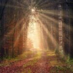 Sunlight filtering through trees creates mystical atmosphere.