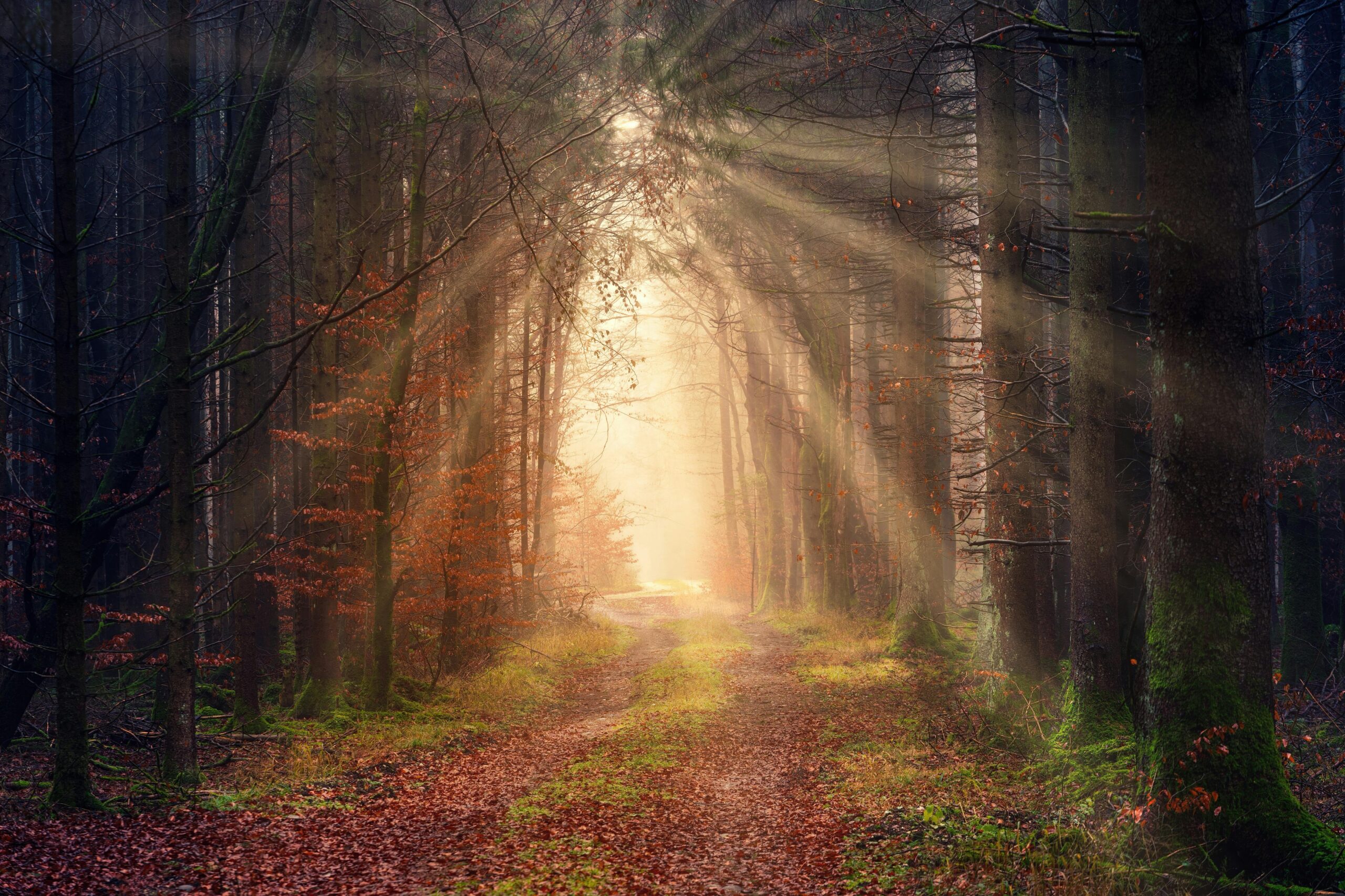 Sunlight filtering through trees creates mystical atmosphere.