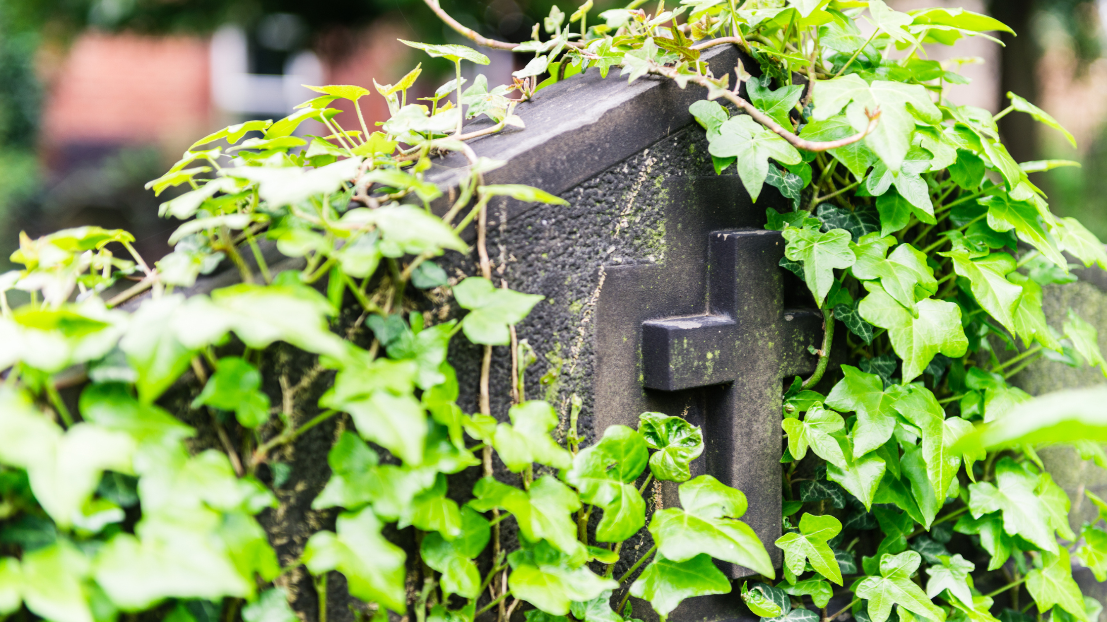 The Death Care Industry is Going “Greener”Traditional burial methods are hugely problematic from an environmental perspective, but the industry is changing for the better