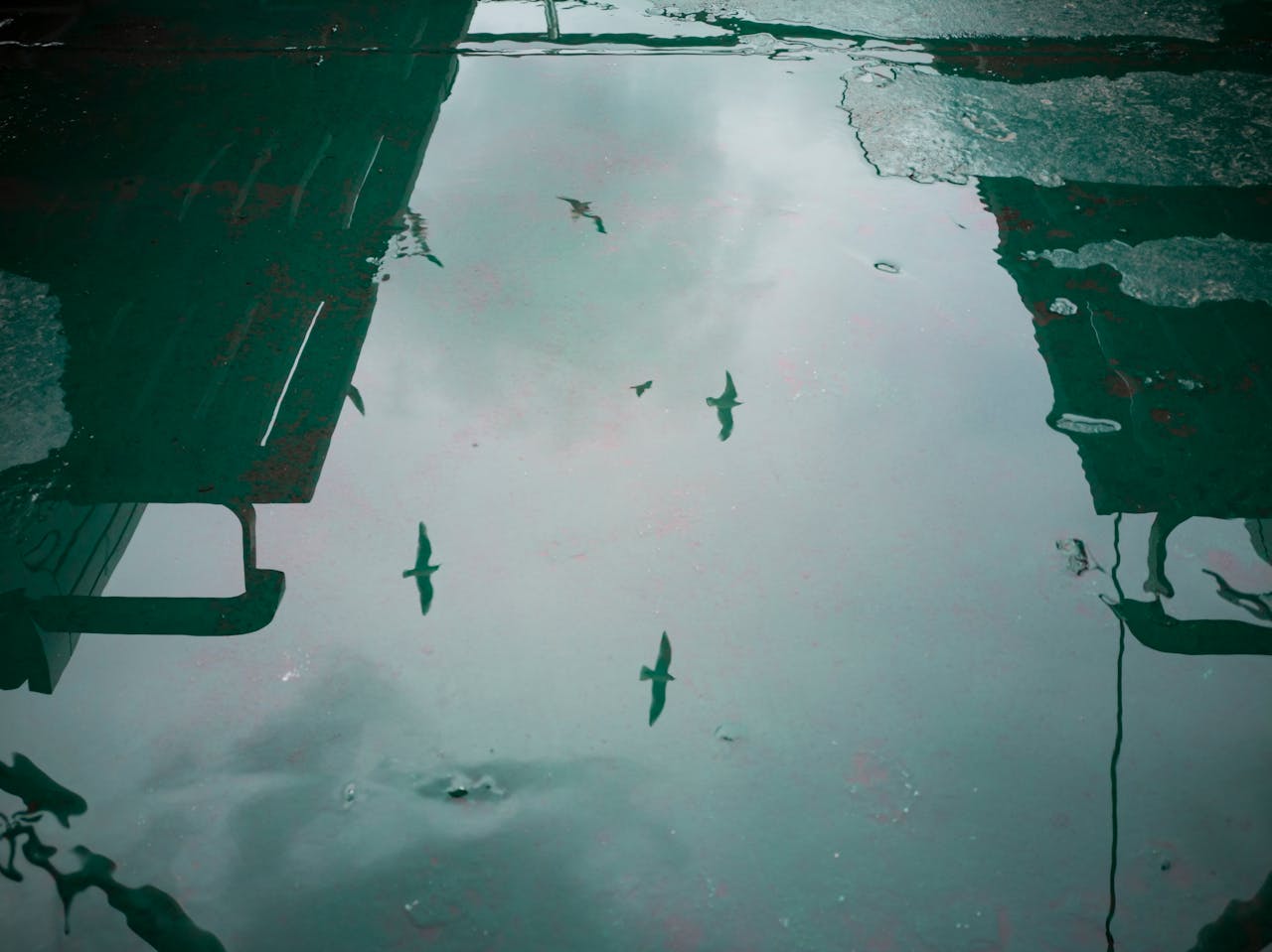 Birds swirl in the sky above city buildings like spirits of the dead.