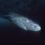 Greenland shark diving in dark water.