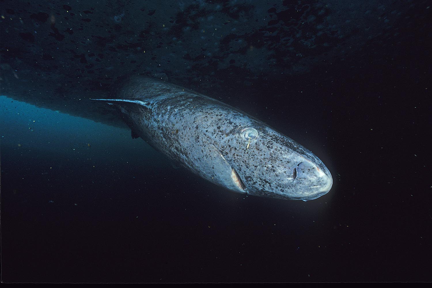 Greenland Sharks May Offer Clues to Extending Human LifespansNew data on longest-living vertebrate could provide insight into our own genetic repair