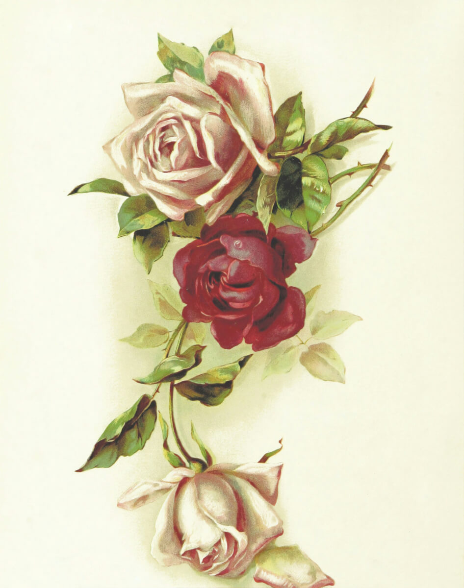 Roses dying reflecting the widower effect