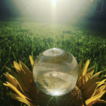 A clear glass globe swirled with cremains, resting on a sunflower in a sunlit grassy field.
