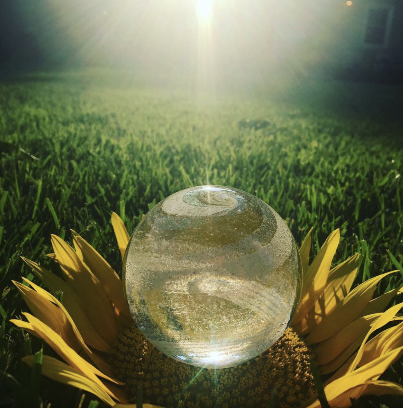 A clear glass globe swirled with cremains, resting on a sunflower in a sunlit grassy field.