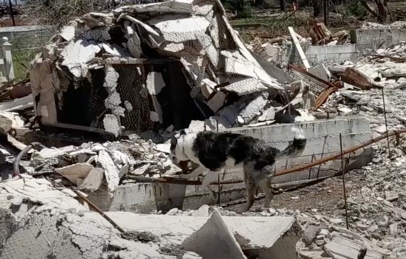 A dog sniff for cremains in the debris of a home destroyed by fire. 