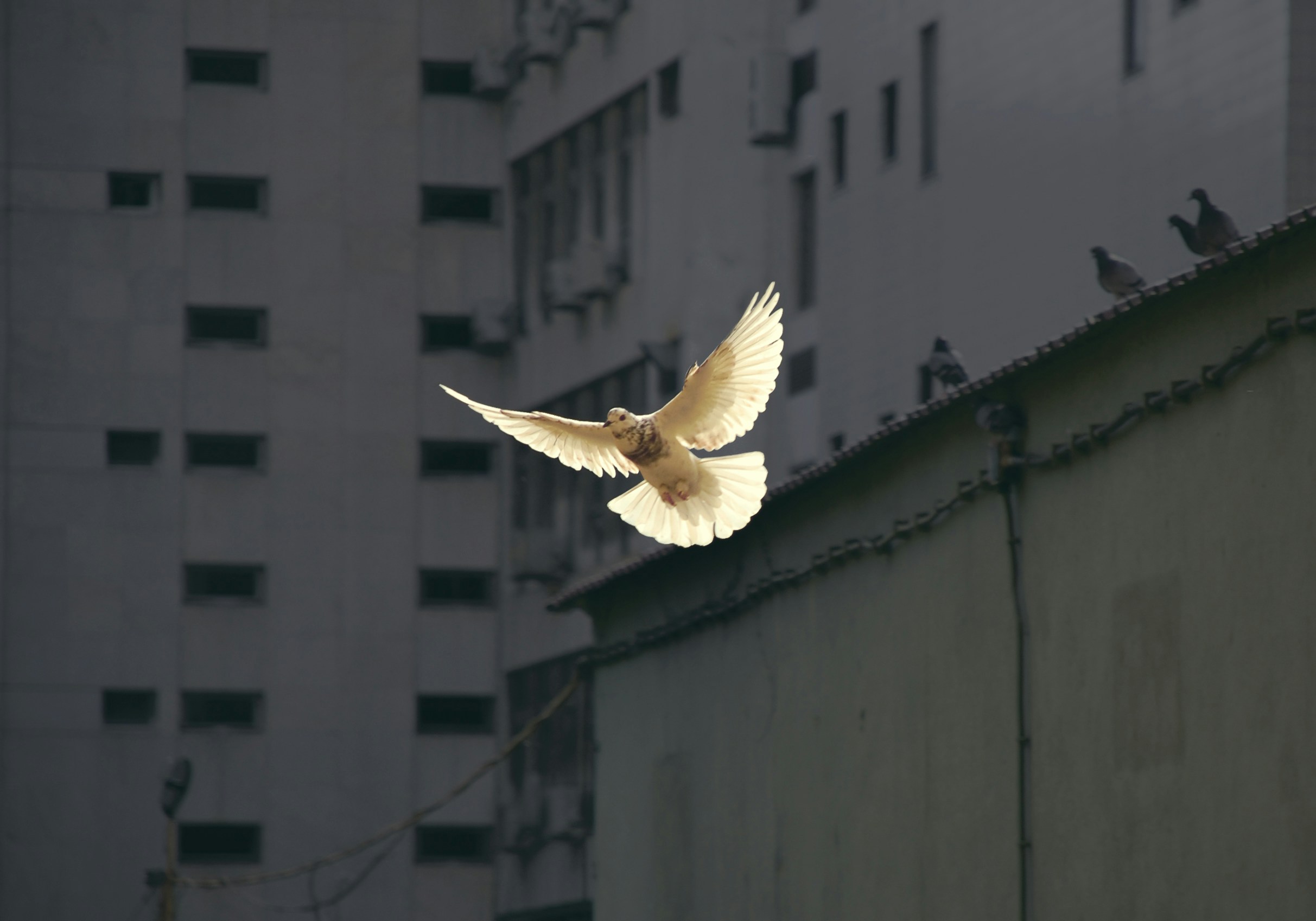 A white dove flies against a background of urban buildings.