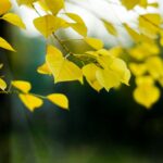 Golden leaves hang from thin branches in front of a blurred green background.