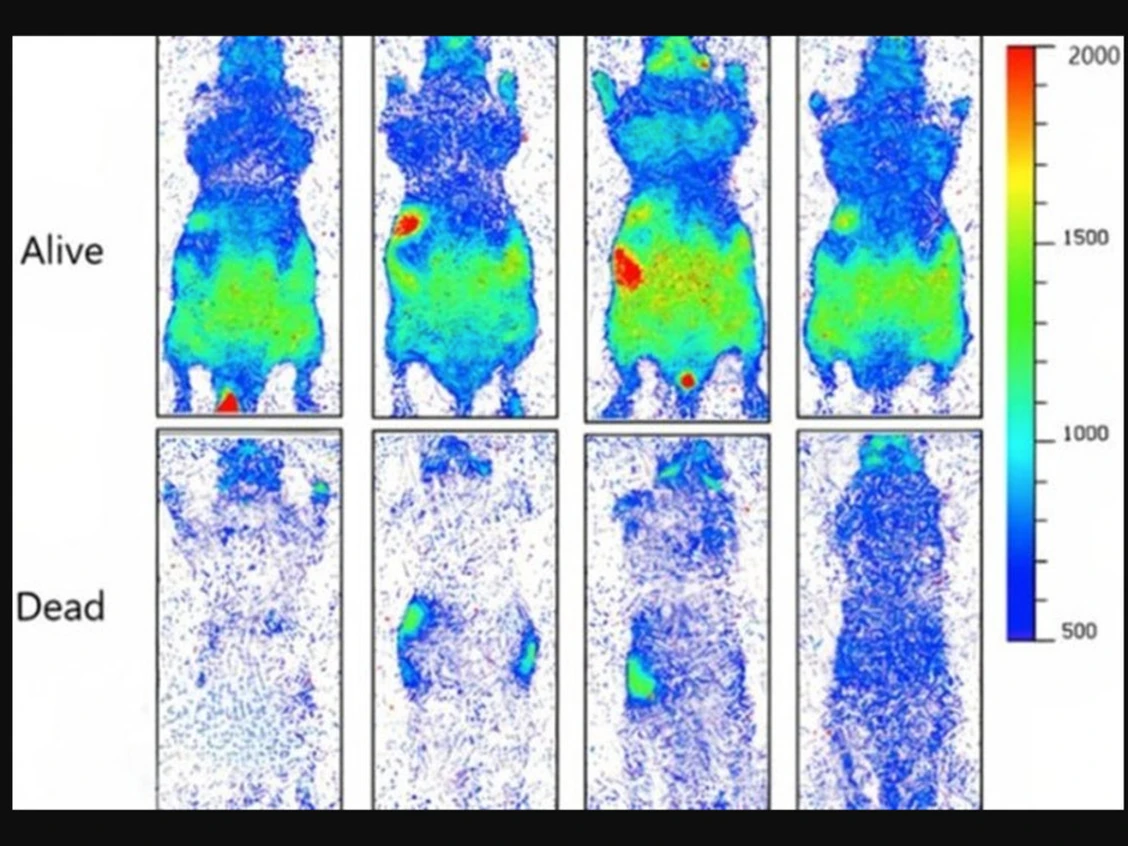 New Research Reveals That Light Emitted During Life Is Extinguished After DeathWe glow until we die