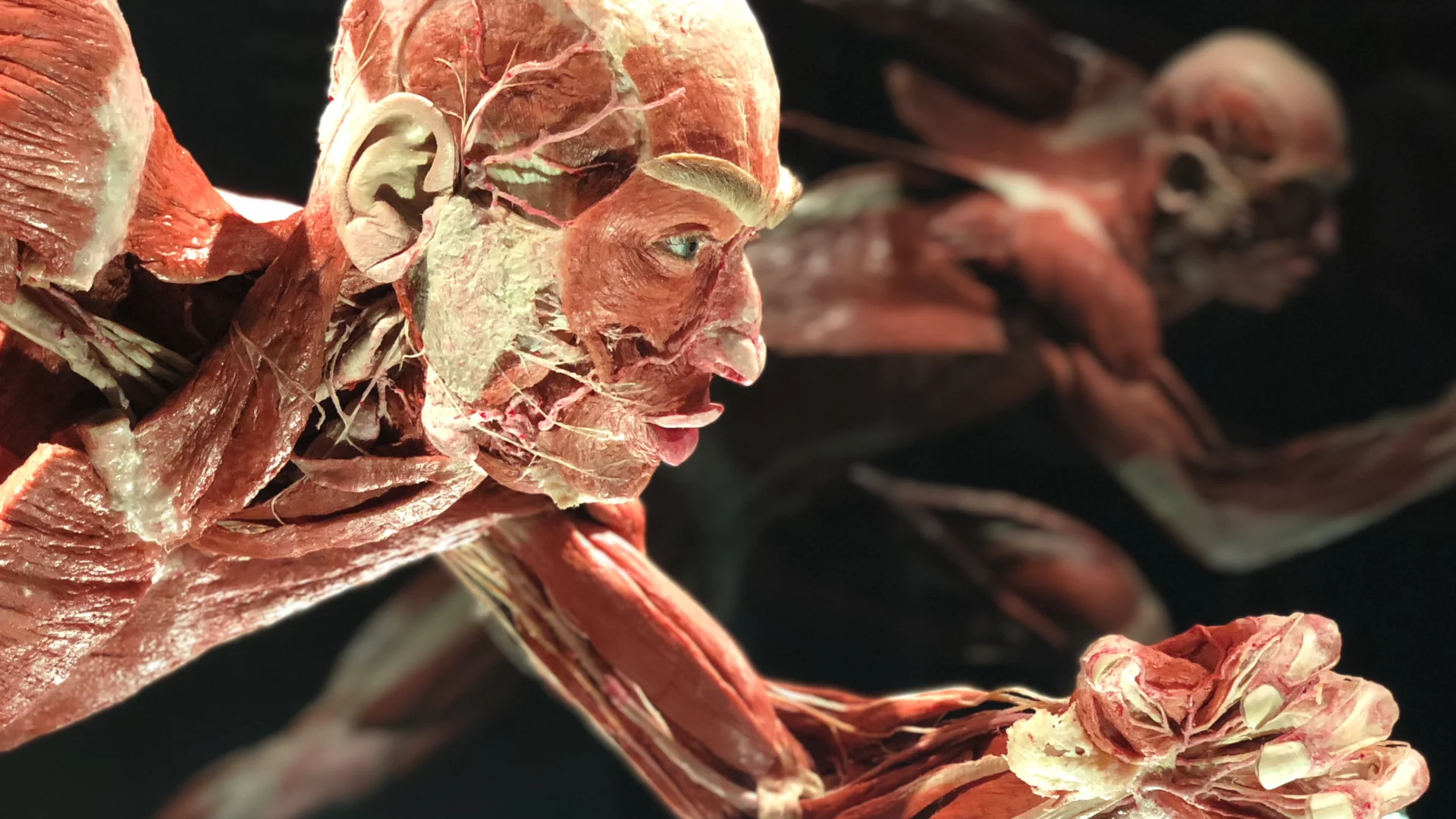 the worlds bodies exhibit shows plastination