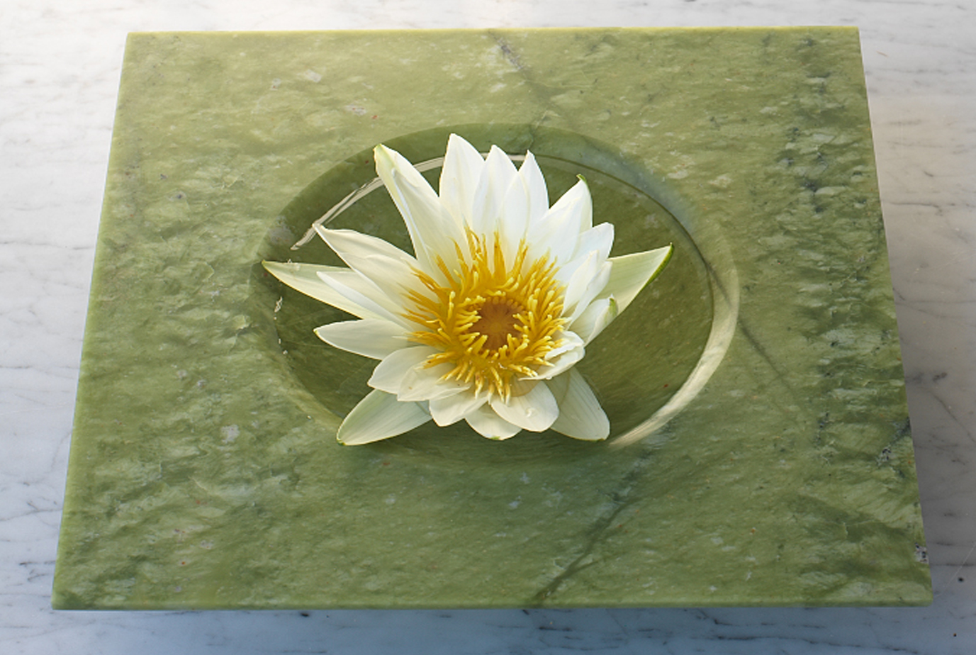 a lotus flower in water showing integrative medicine