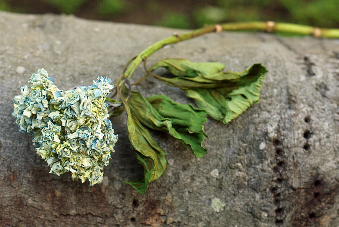 A dying flower sits on a log showing the environmental impact of death