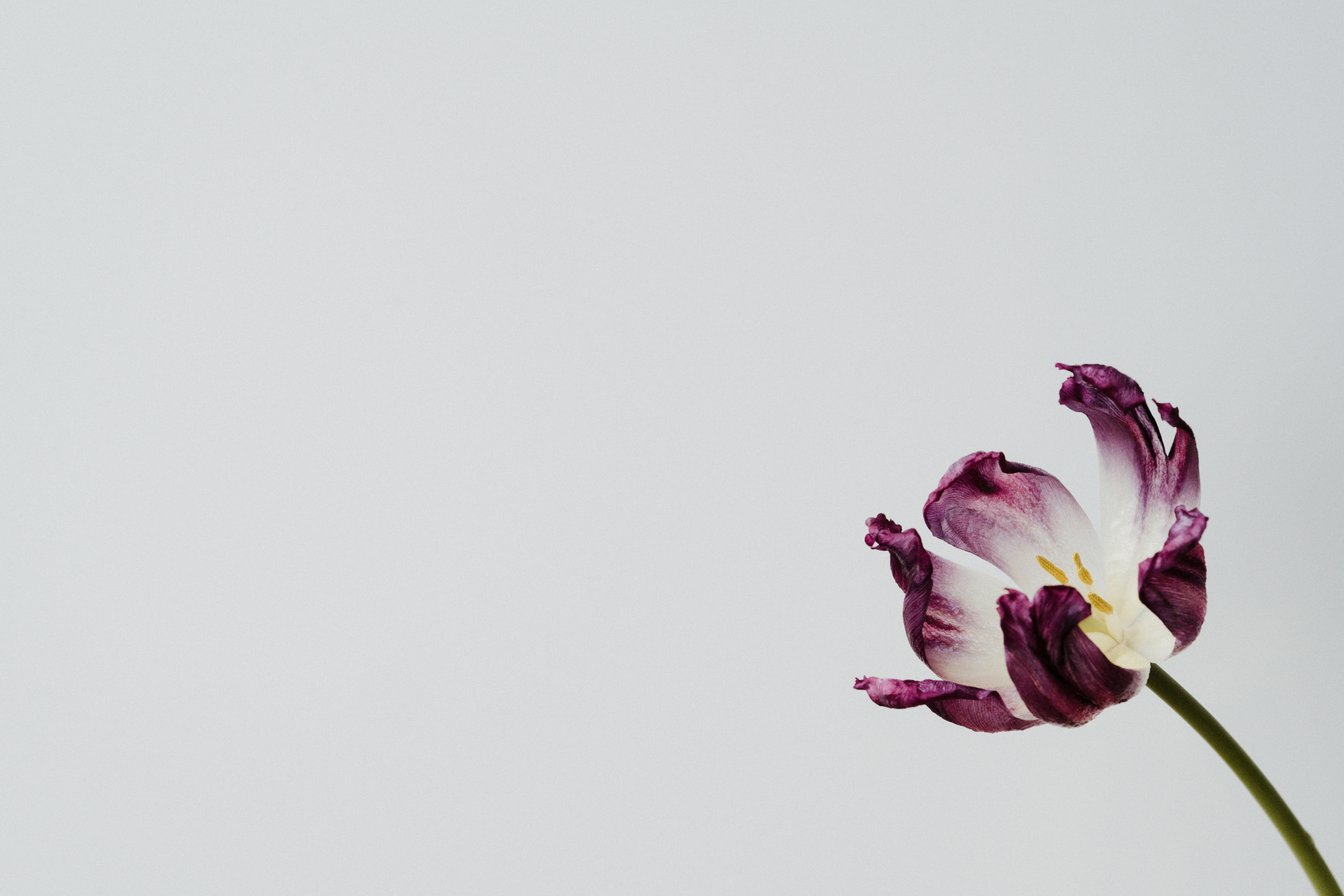 a purple flower in front of a white background at a memorial service