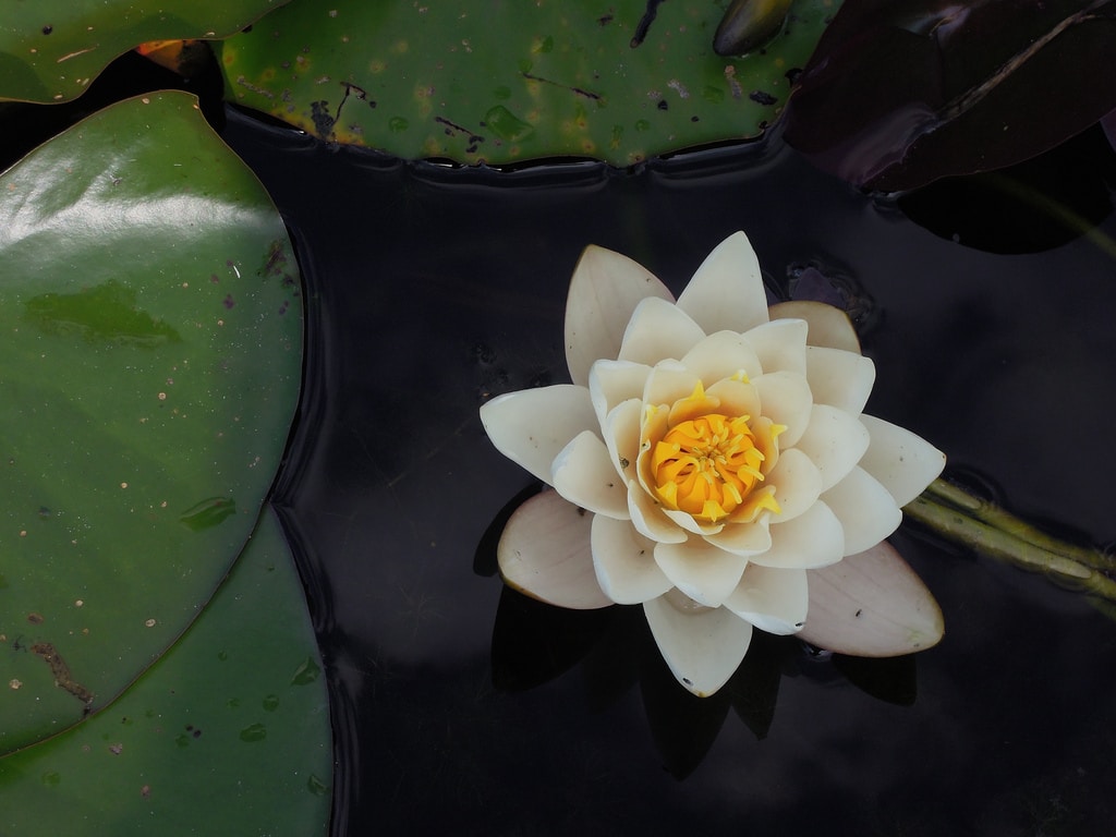 a flower floats in the water next to green lily pads the nature showing alternatives to burial and cremation