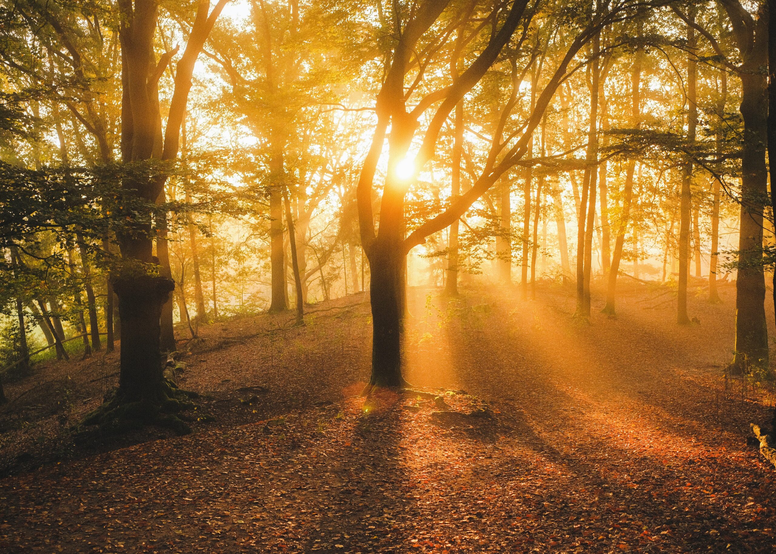 a backlit forest symbolizes human composting