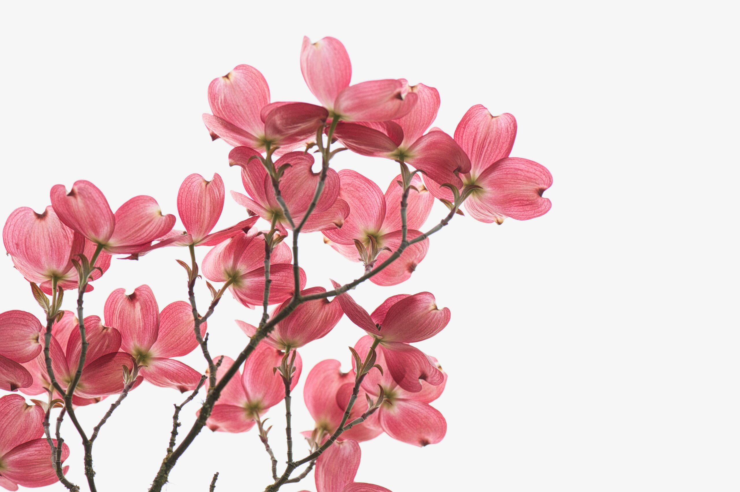 pink flowers in front of a white background