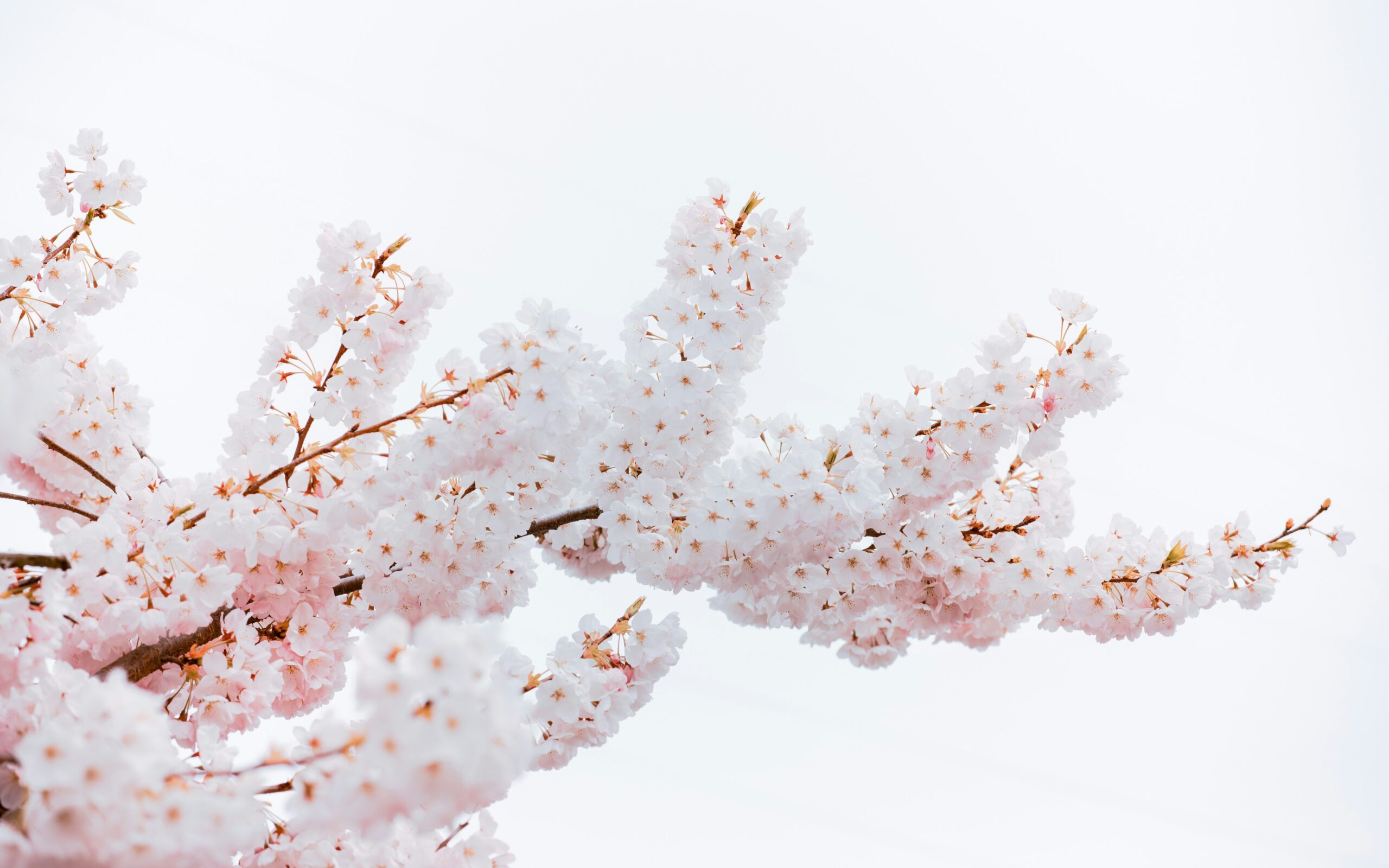 pink flowers over a white background symbolize green burial and alternatives to burial and cremation
