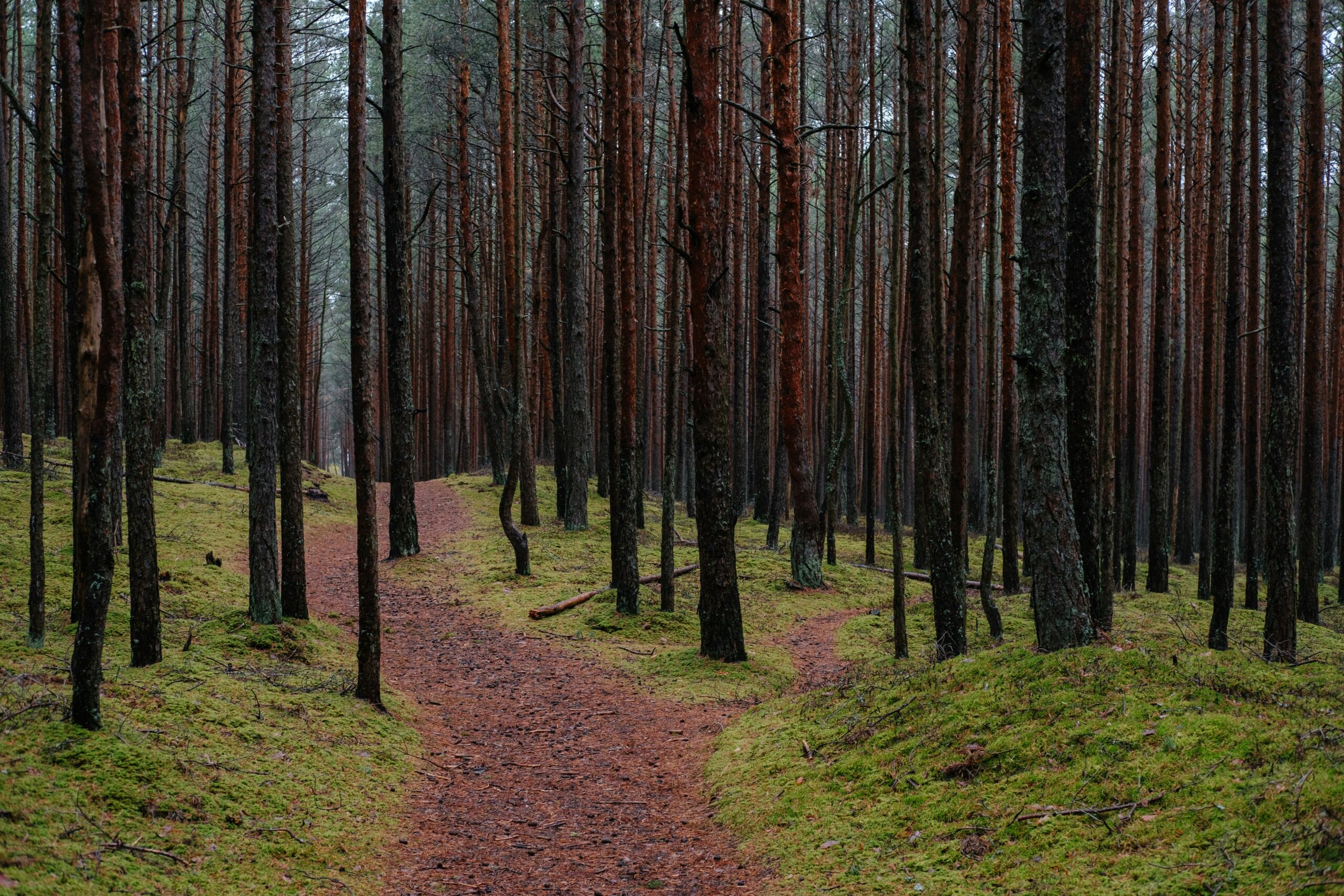 a path in the woods symbolizes the many choices when planning an advance directive