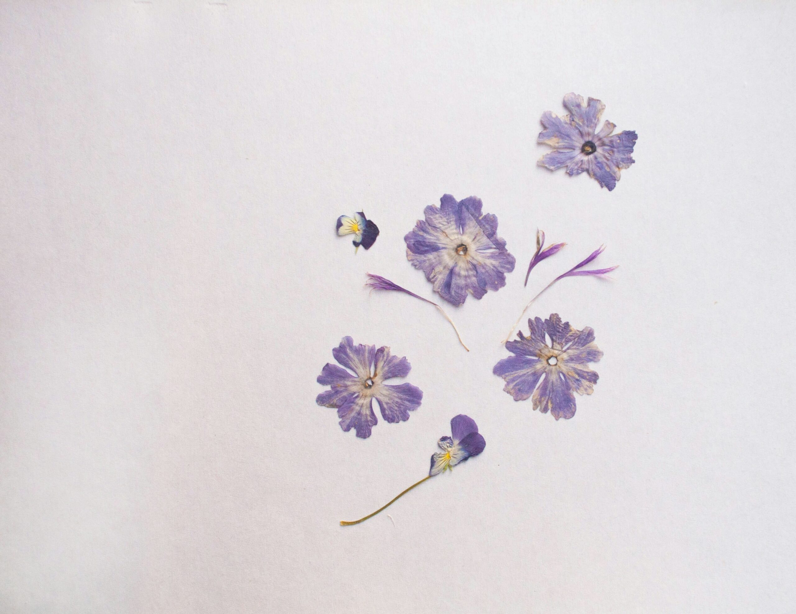 dried purple flowers on a white background calming while dealing with advance directives