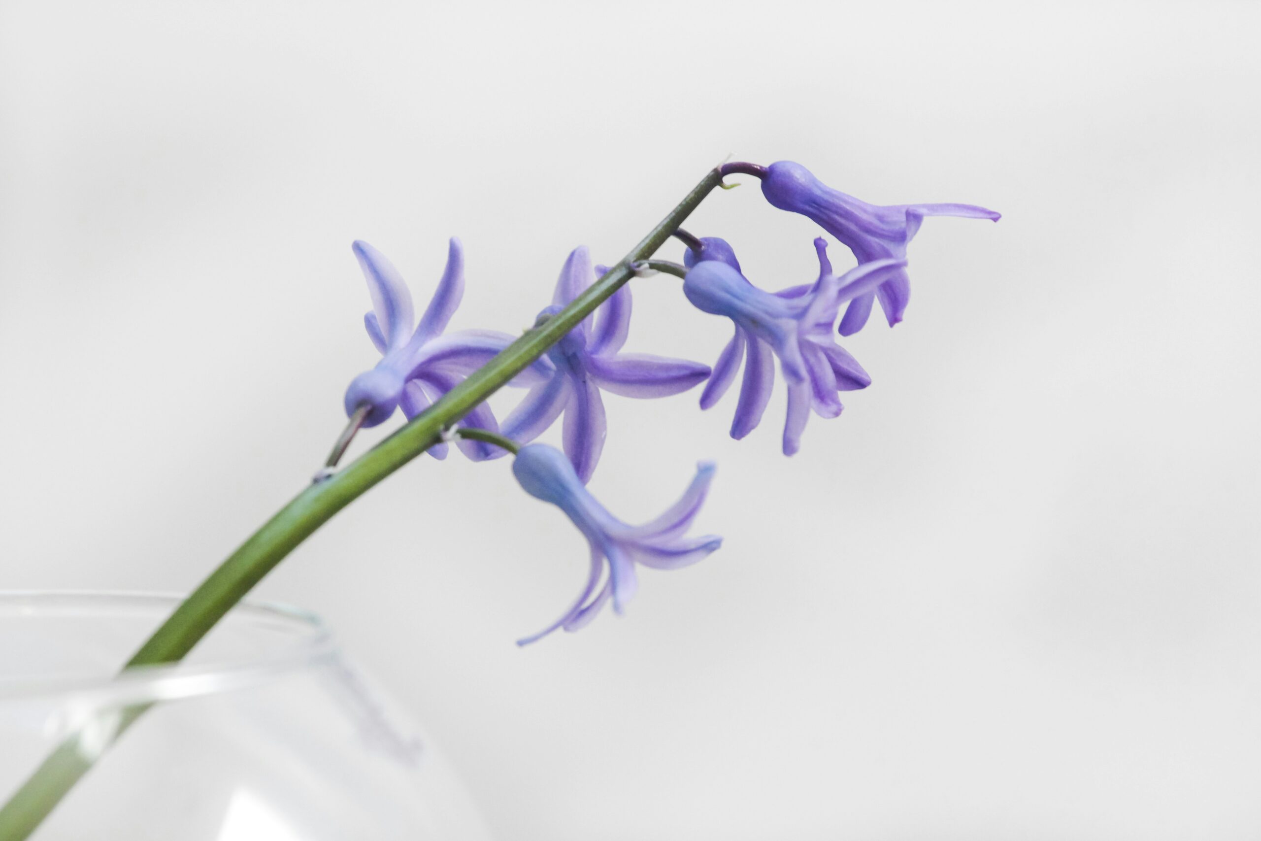 purple flowers in a vase in front of a white backdrop signifying accepting death and mortality