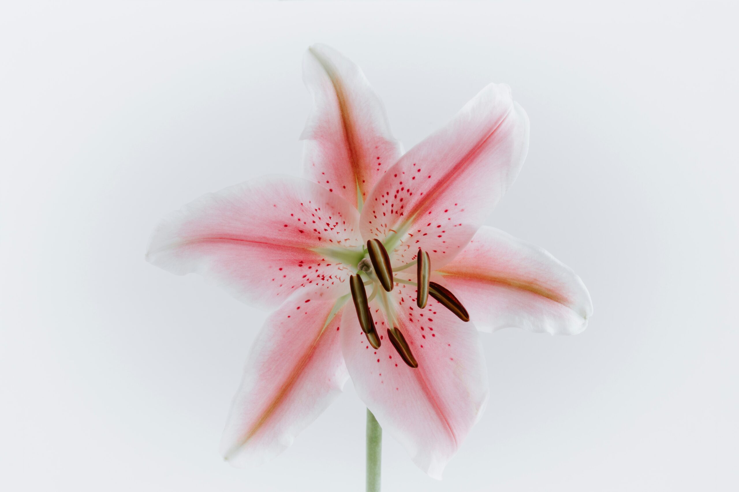 a pink flower in front of a white background symbolizing active dying