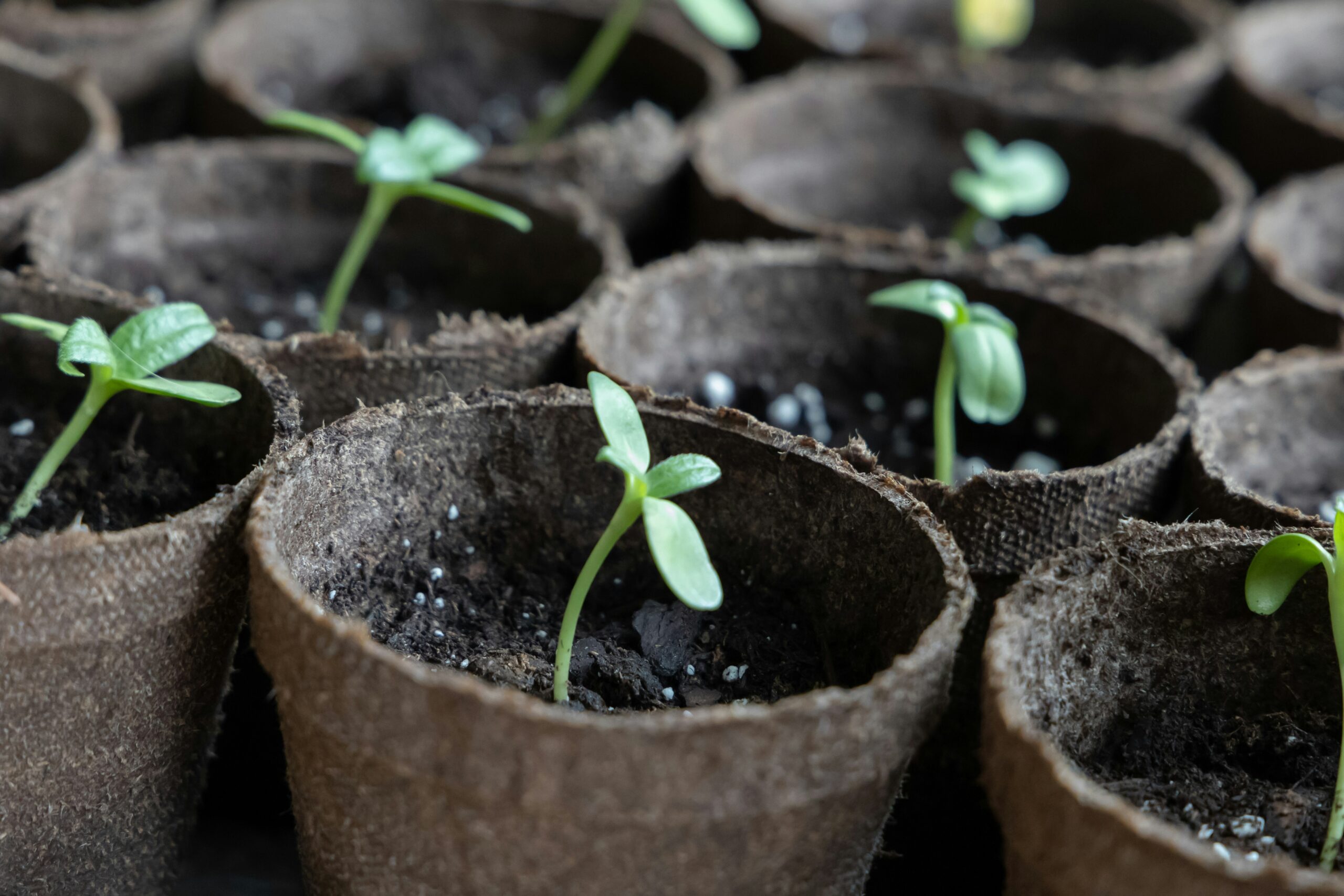 plan seedlings show new life and happiness after death and grief
