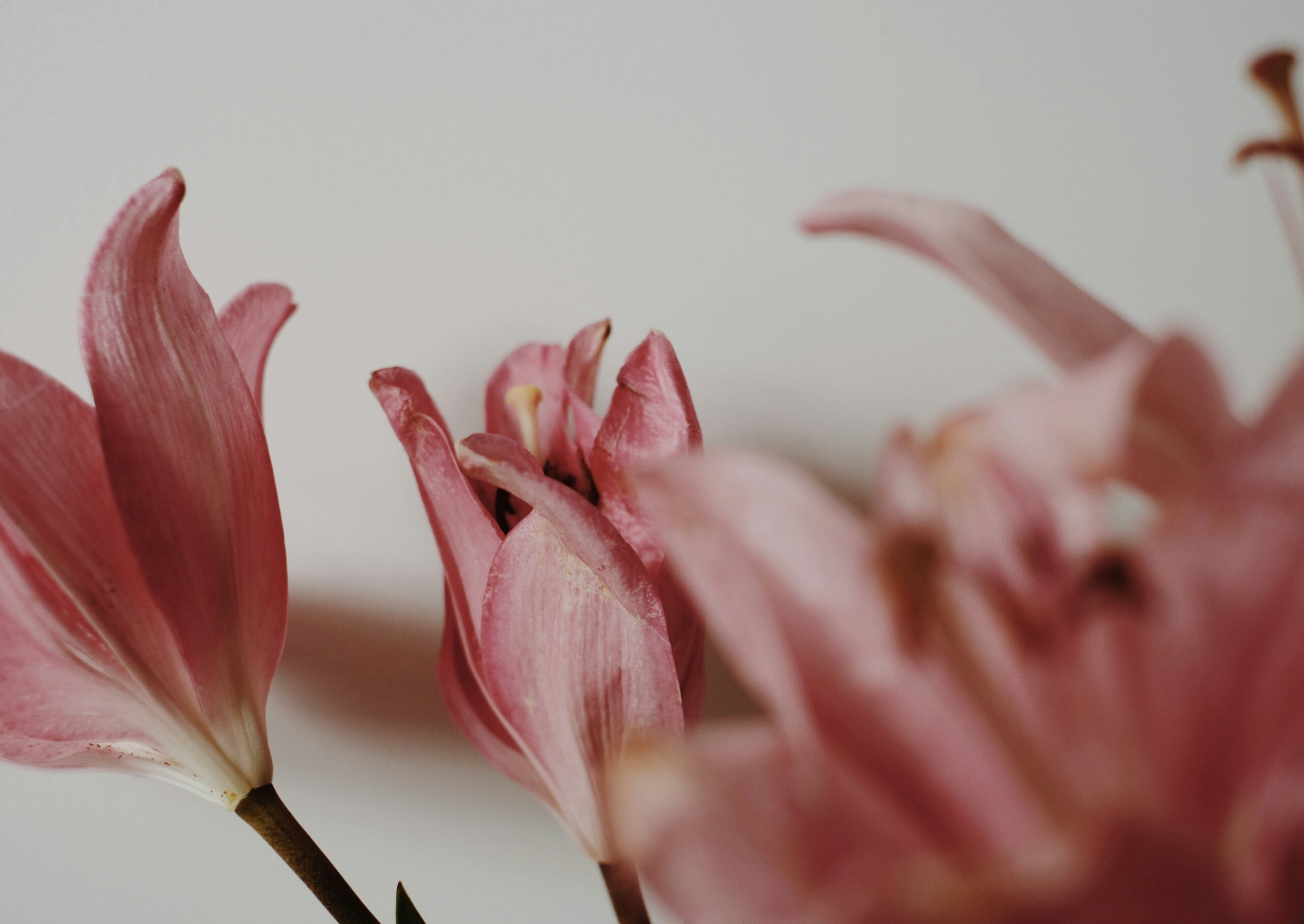 pale red flowers over a white background symbolize the short span of life and alzheimer's disease