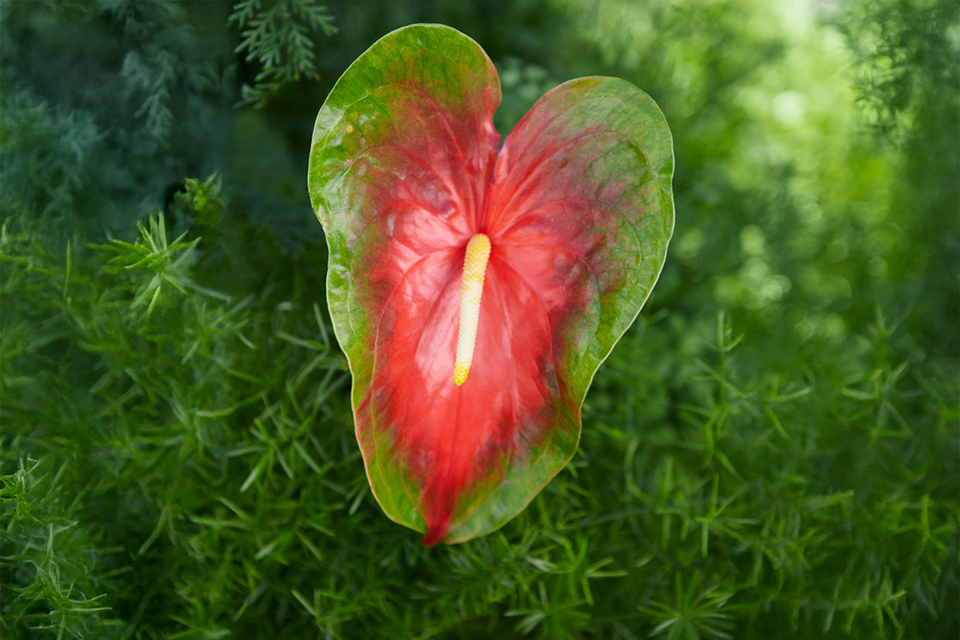 Woman standing in the shower with her face contorted in grief over the death of a loved one