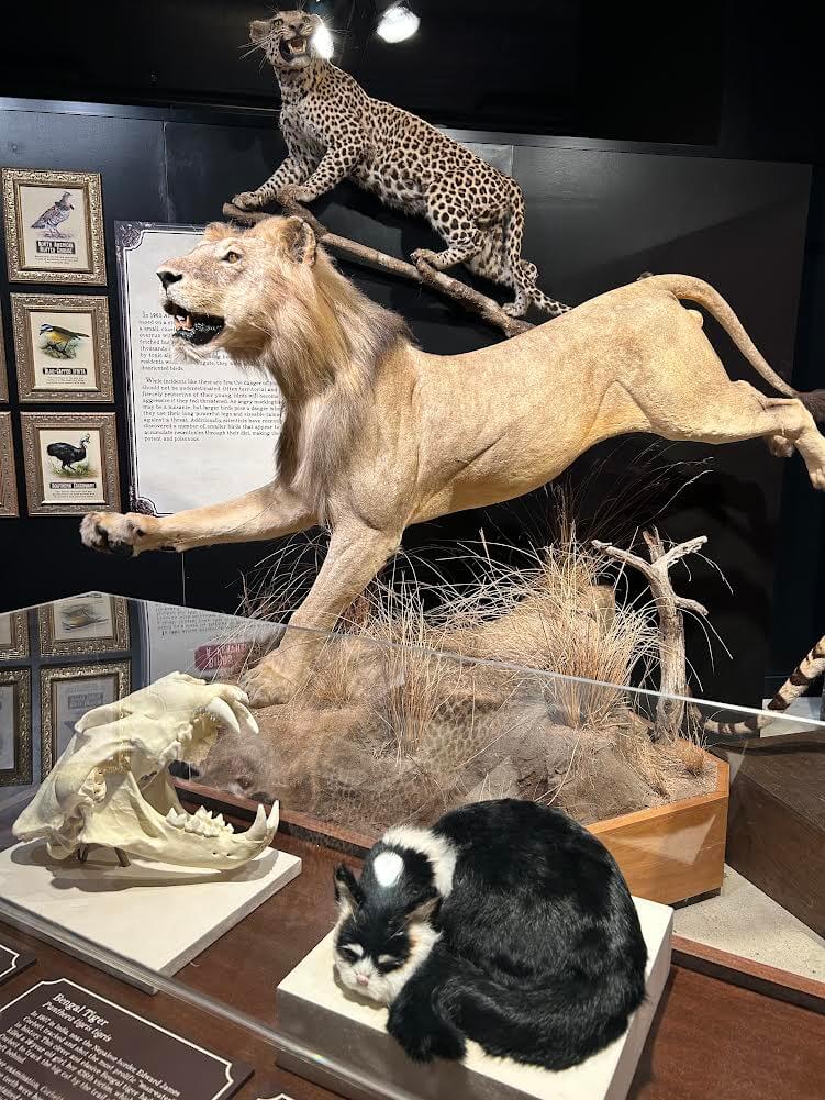 The fauna section of the exhibit DEath by Natural Causes tackles the dangers in our animal kingdom