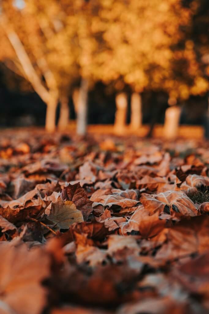 Halloween leaves and trees with a quote by Morticia Addams