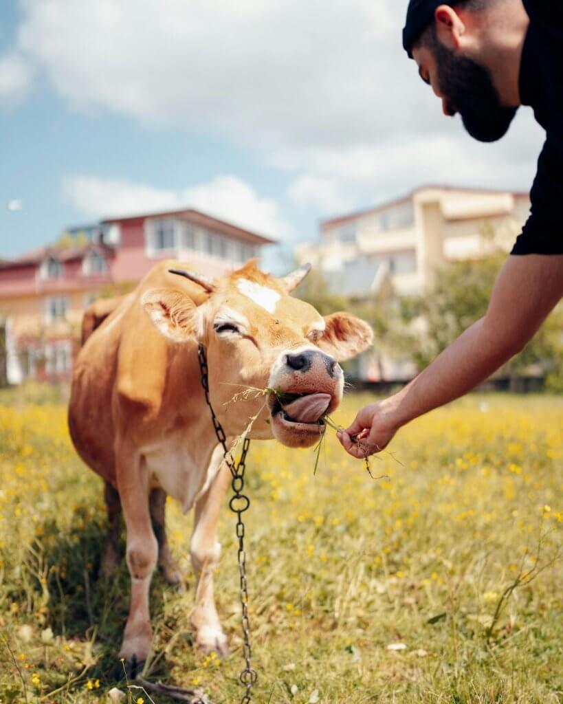 A man feeds grass to a cow in a sunny field, illustrating the connection between caring for animals and nature-based approaches to grief support.