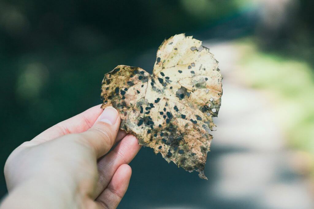 Hand holding a worn, heart-shaped autumn leaf with small holes and faded patches, symbolizing healing and love after loss